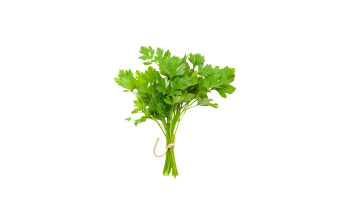 Coriander Leaves